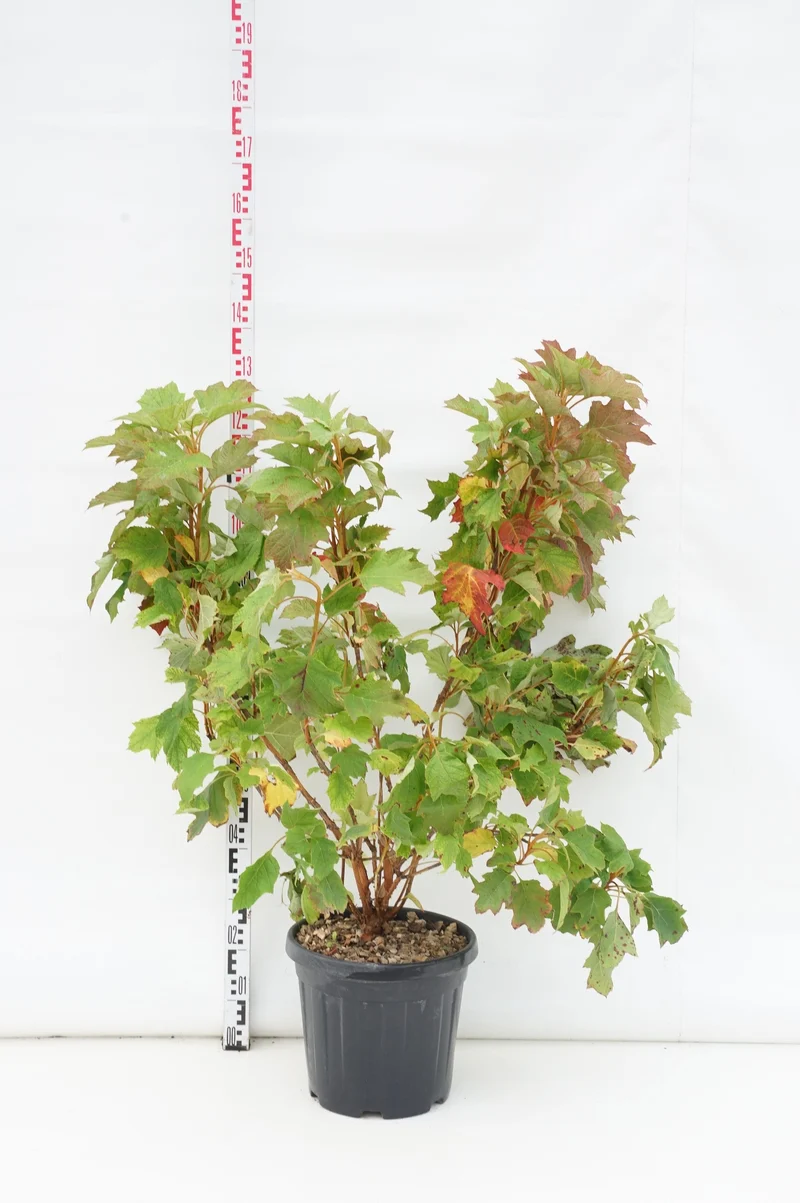 Hydrangea quercifolia C20 (20 liters kruka) 80-100 cm