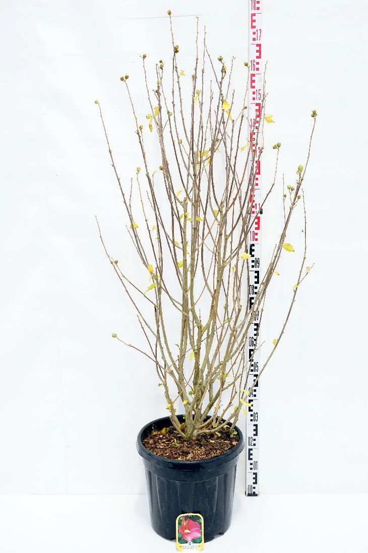 Hibiscus syr. 'Woodbridge' C30 (30 liters kruka) 125-150 cm