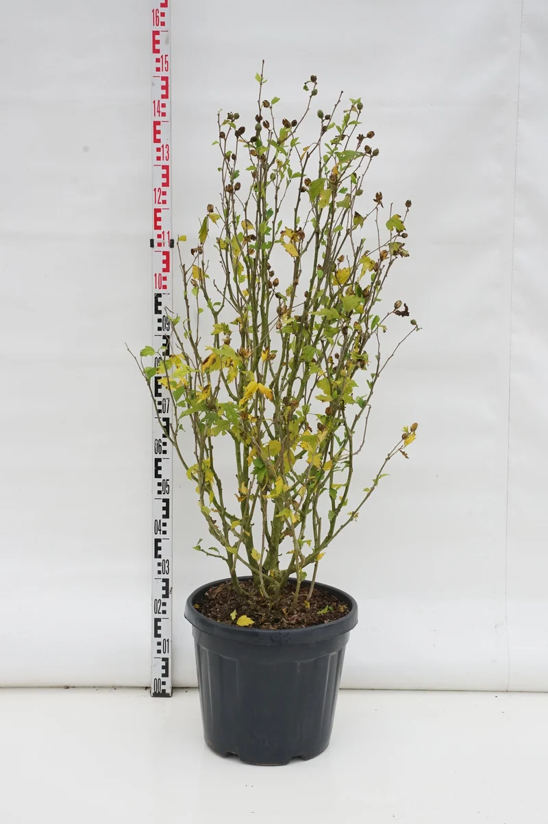 Hibiscus syriacus 'Blue Chiffon' C30 (30 liters kruka) 125-150 cm