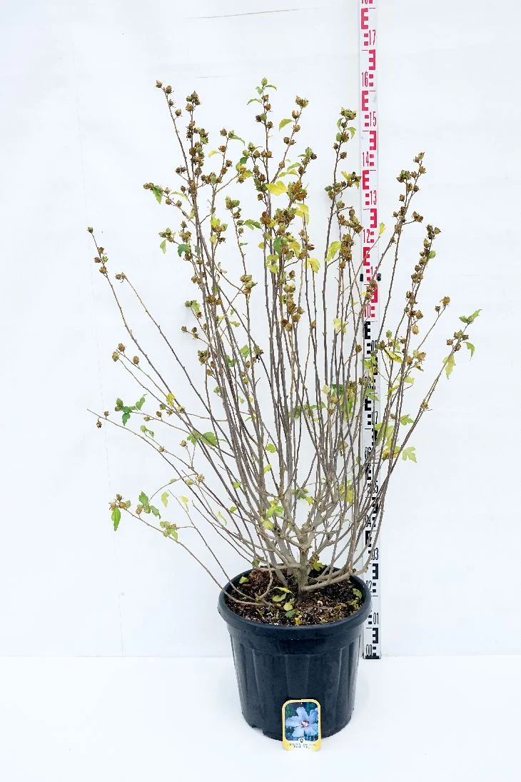 Hibiscus syriacus 'Blue Bird' C30 (30 liters kruka) 125-150 cm