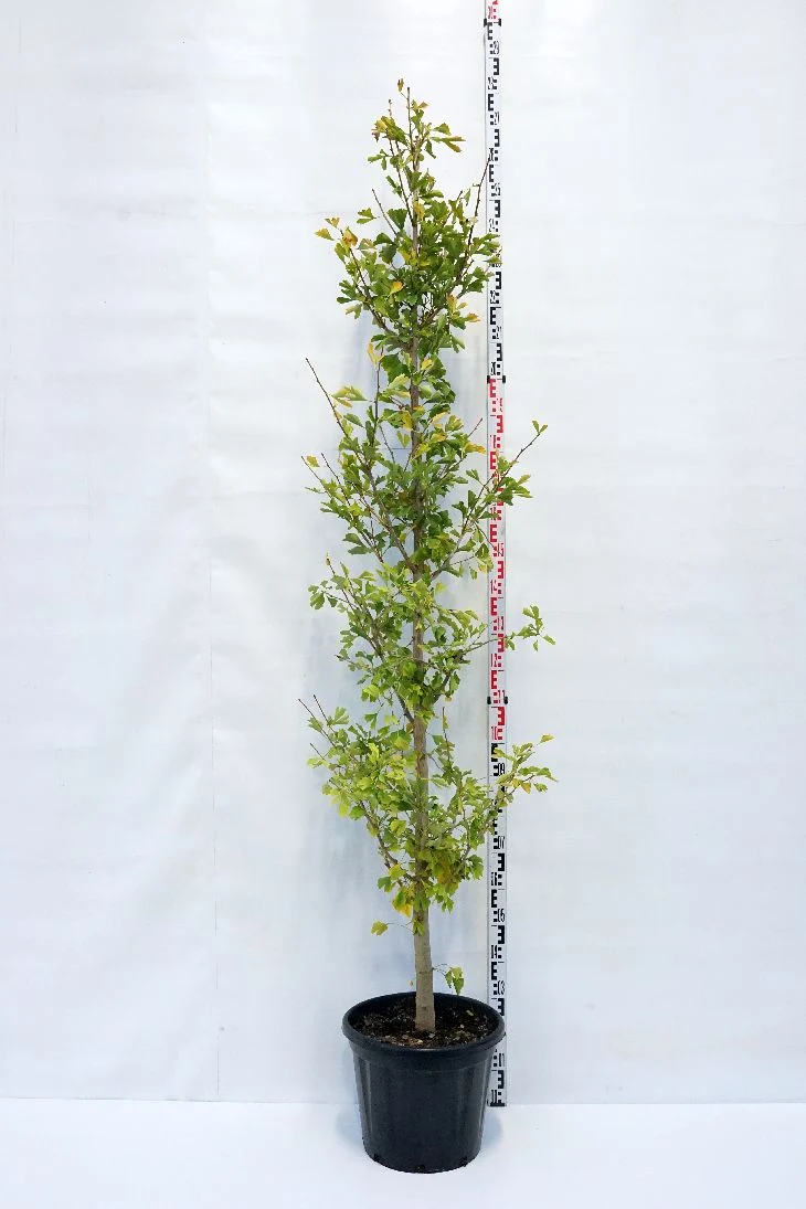 Ginkgo biloba C30 (30 liters kruka) 200-250 cm