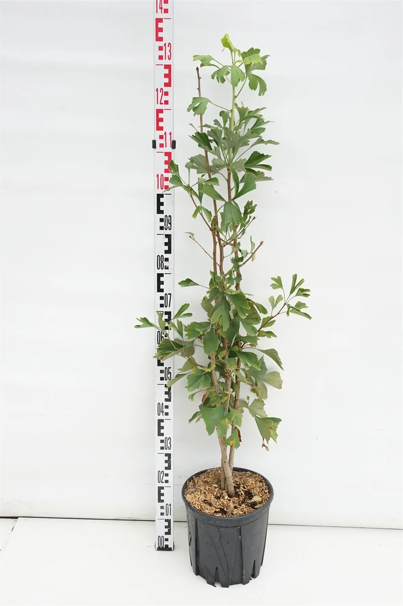 Ginkgo biloba 80-100 cm, C10 (10 liters kruka) - 3-pack