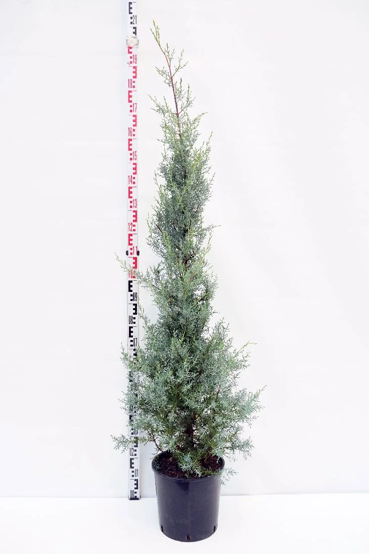 Cupressus ariz. 'Fastigiata' C15 (15 liters kruka) 150-175 cm