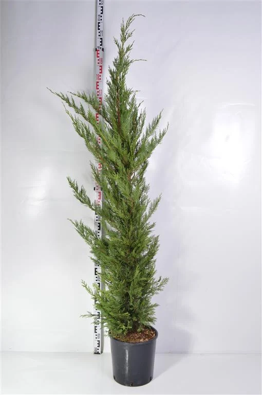 Cupressocyparis leylandii C15 (15 liters kruka) 150-175 cm
