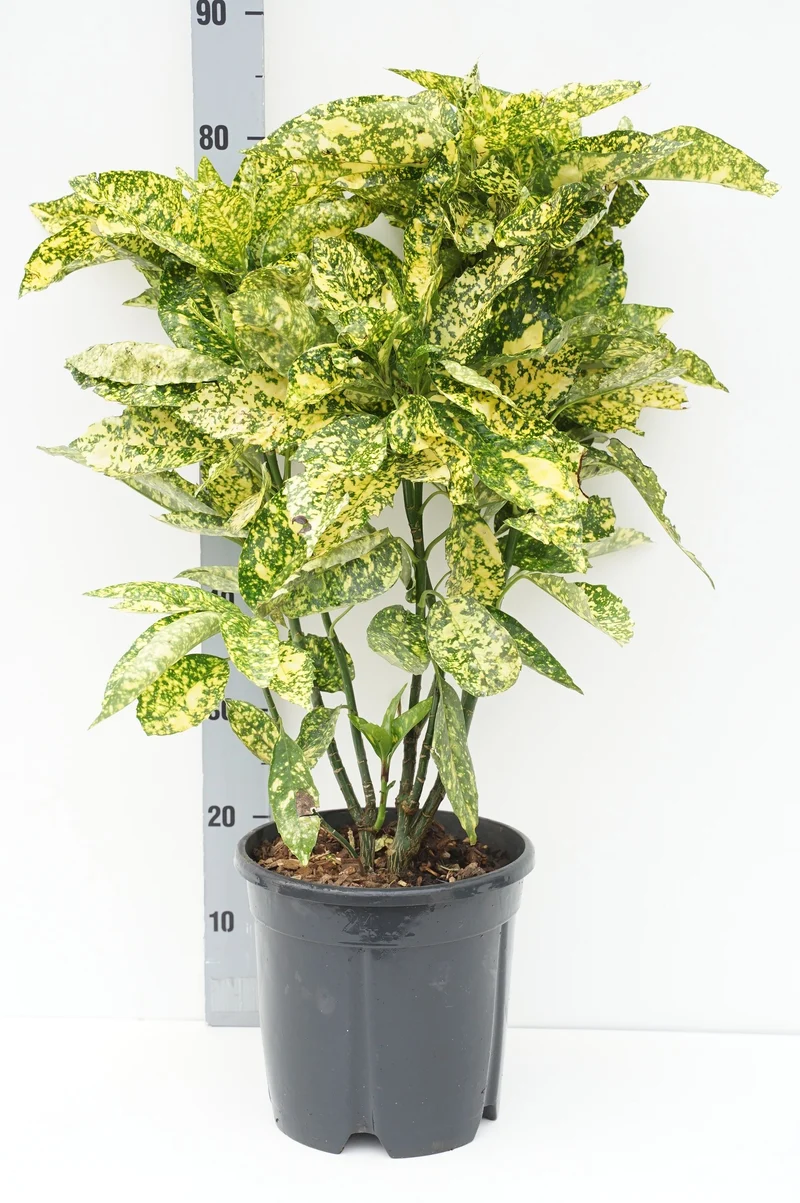 Aucuba japonica 'Crotonifolia' C10 (10 liters kruka) 60-80 cm