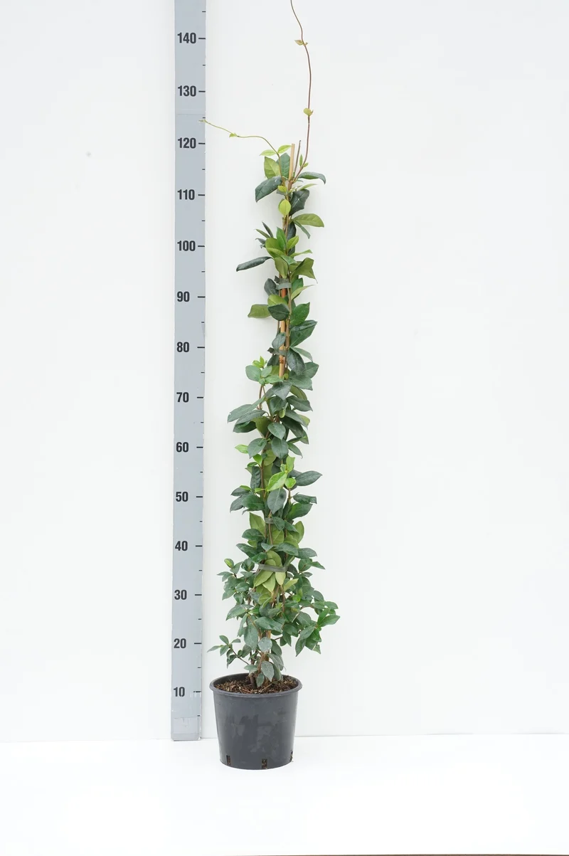 Trachelospermum jasminoides C3 (3 liters kruka) 150+ cm
