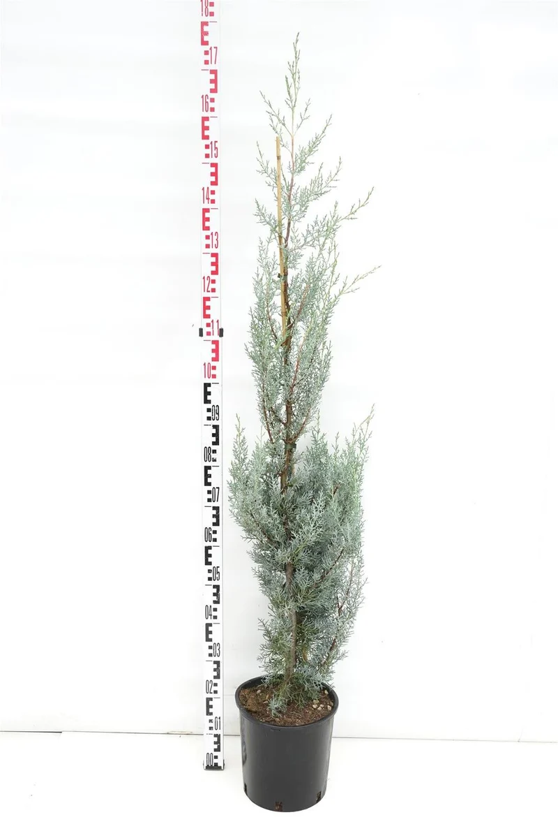 Cupressus ariz. 'Fastigiata' C7,5 (7,5 liters kruka) 125-150 cm