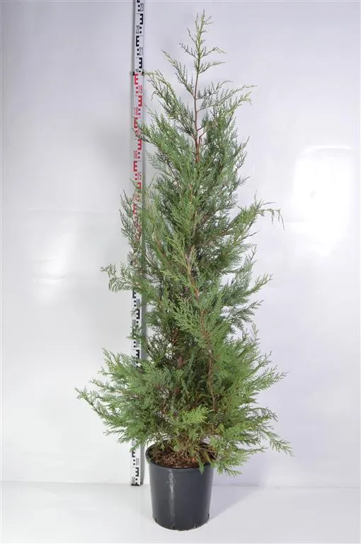 Cupressocyparis leylandii C18 (18 liters kruka) 175-200 cm