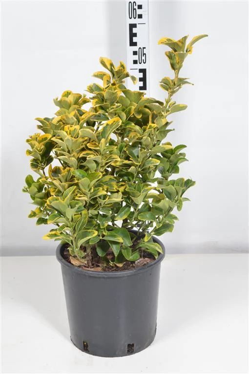 Euonymus jap. 'Elegant Aureus' C5 (5 liters kruka) 30-40 cm