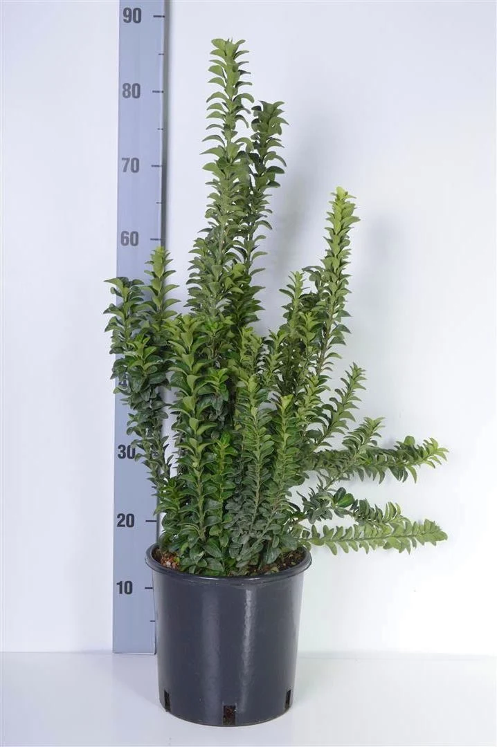 Euonymus japonicus 'Benkomasaki' 30-40 cm C5 (5 liters kruka)