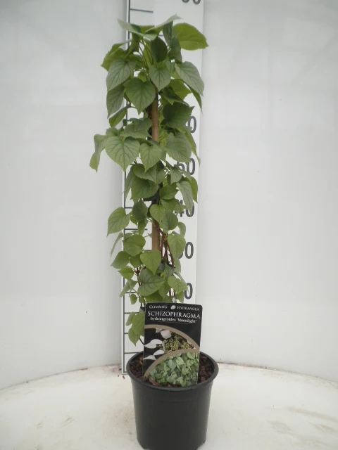 Schizophragma hydrangioides 'Moonlight' C2 (2 liters kruka) 40-50 cm