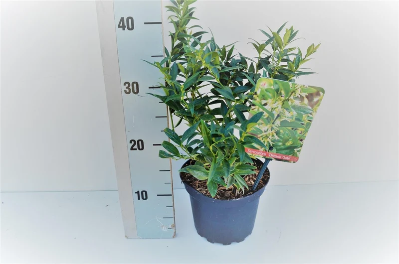 Sarcococca ruscifolia 'Dragon Gate' C2 (2 liters kruka) 20-25 cm