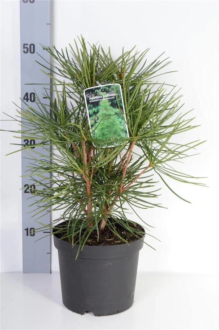 Sciadopitys verticillata C3 (3 liters kruka) 30-40 cm