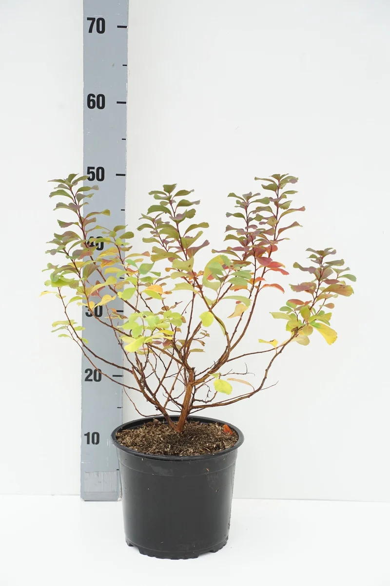 Spiraea betulifolia 'Tor' C2 (2 liters kruka)