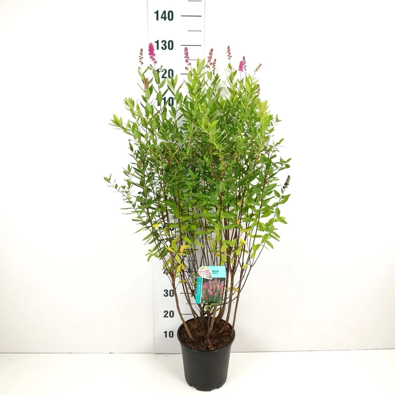 Spiraea billardii C5 (5 liters kruka) 100-110 cm