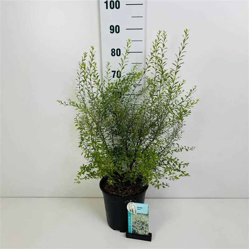 Spiraea arguta 30-40 cm C3 (3 liters kruka)
