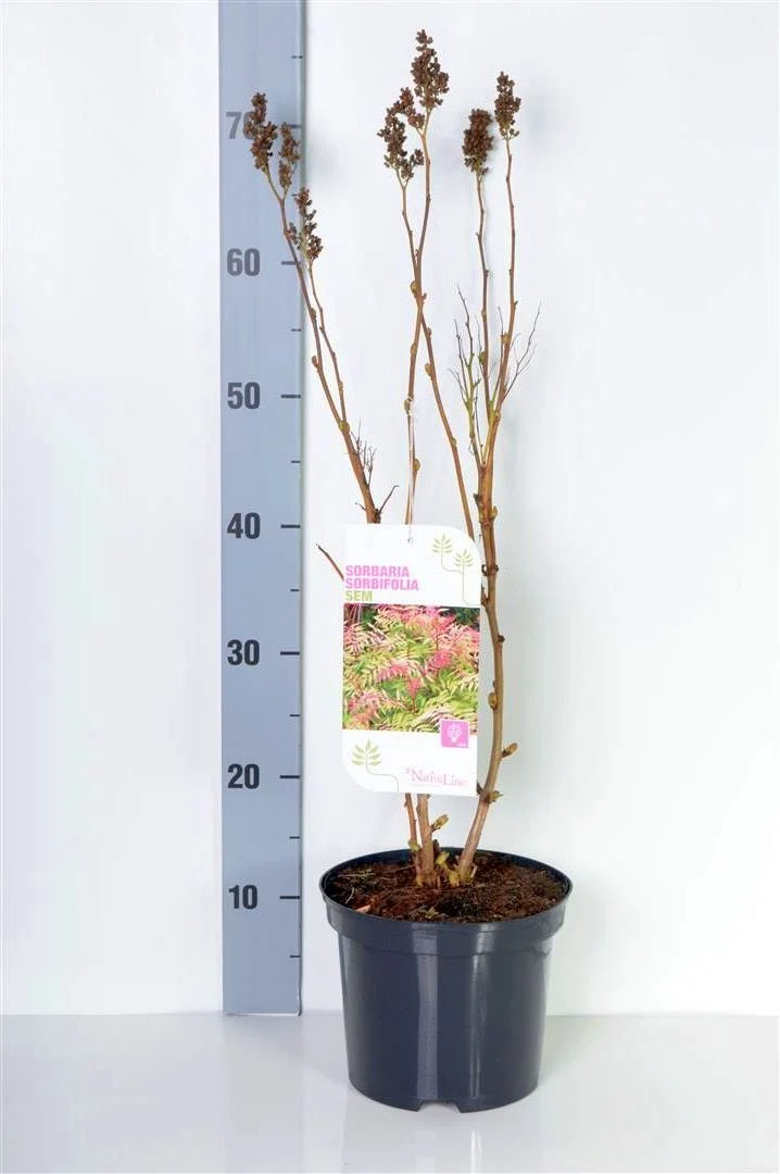 Sorbaria sorbifolia 'Sem' C3 (3 liters kruka) / 19 cm kruka 30-40 cm