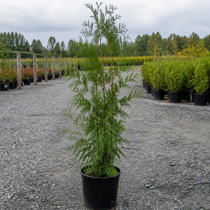 Jättetuja Krukodlad 200-240 cm — Outlet