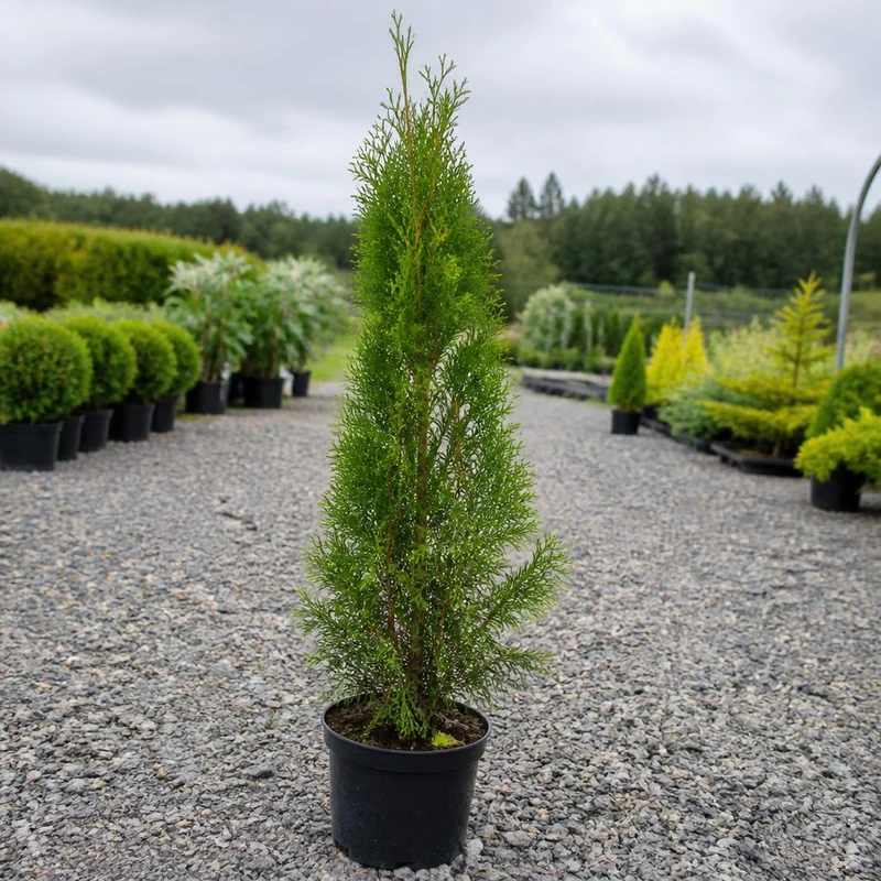 Thuja Smaragd Krukodlad 160-200 cm — Outlet