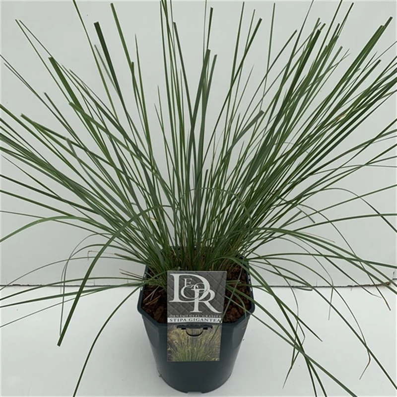 Stipa gigantea (Jättefjädergräs) C2 (2 liters kruka)
