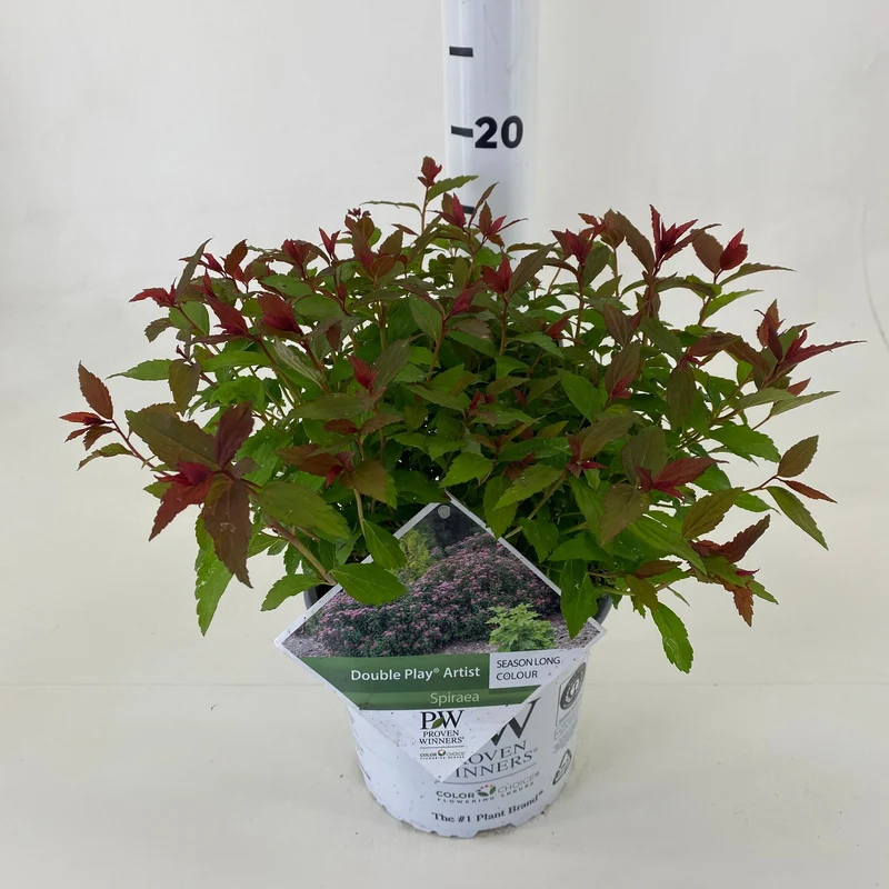 Spiraea japonica 'Double Play'® Artist C3 (3 liters kruka) 30-40 cm