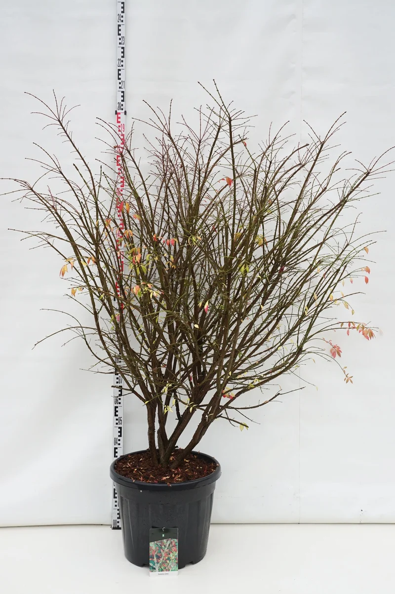 Euonymus alatus C55 (55 liters kruka) 150-175 cm Extra