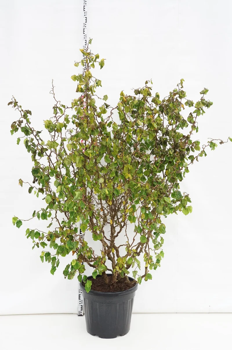 Corylus a. 'Medusa' C55 (55 liters kruka) 175-200 cm EXTRA