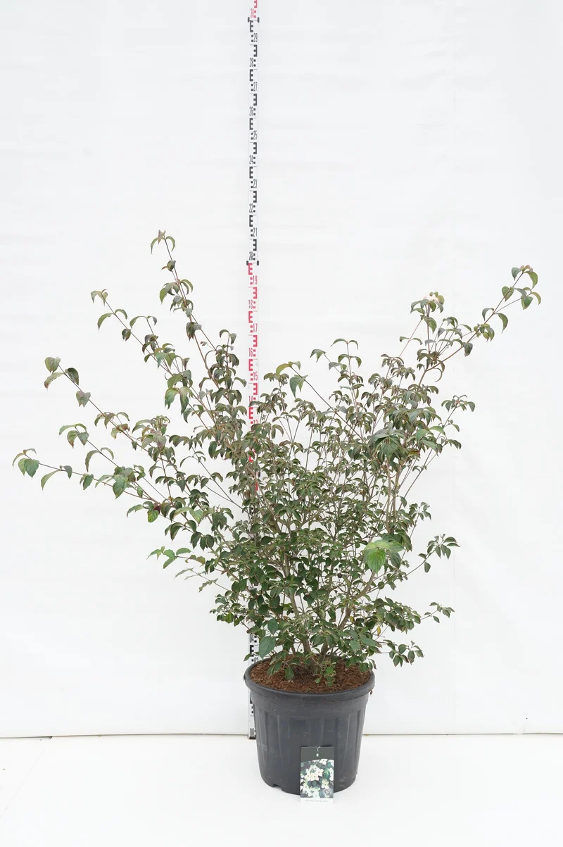 Cornus kousa 'Wieting's Select' C55 (55 liters kruka) 125-150 cm Extra