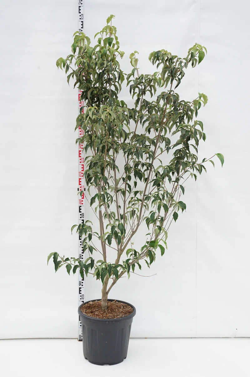 Cornus kousa 'Weisse Fontaine' C30 (30 liters kruka) 175-200 cm EXTRA