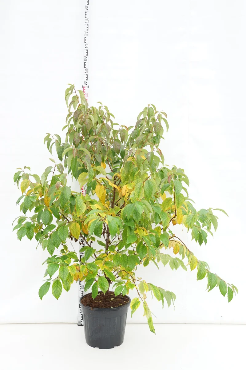 Halesia carolina C30 (30 liters kruka) 125-150 cm Extra