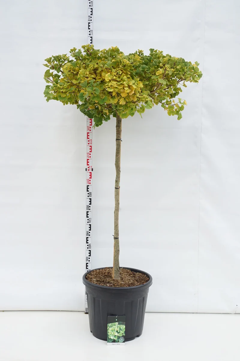 Ginkgo biloba 'Mariken' 120 cm stam C55 (55 liters kruka) solitär