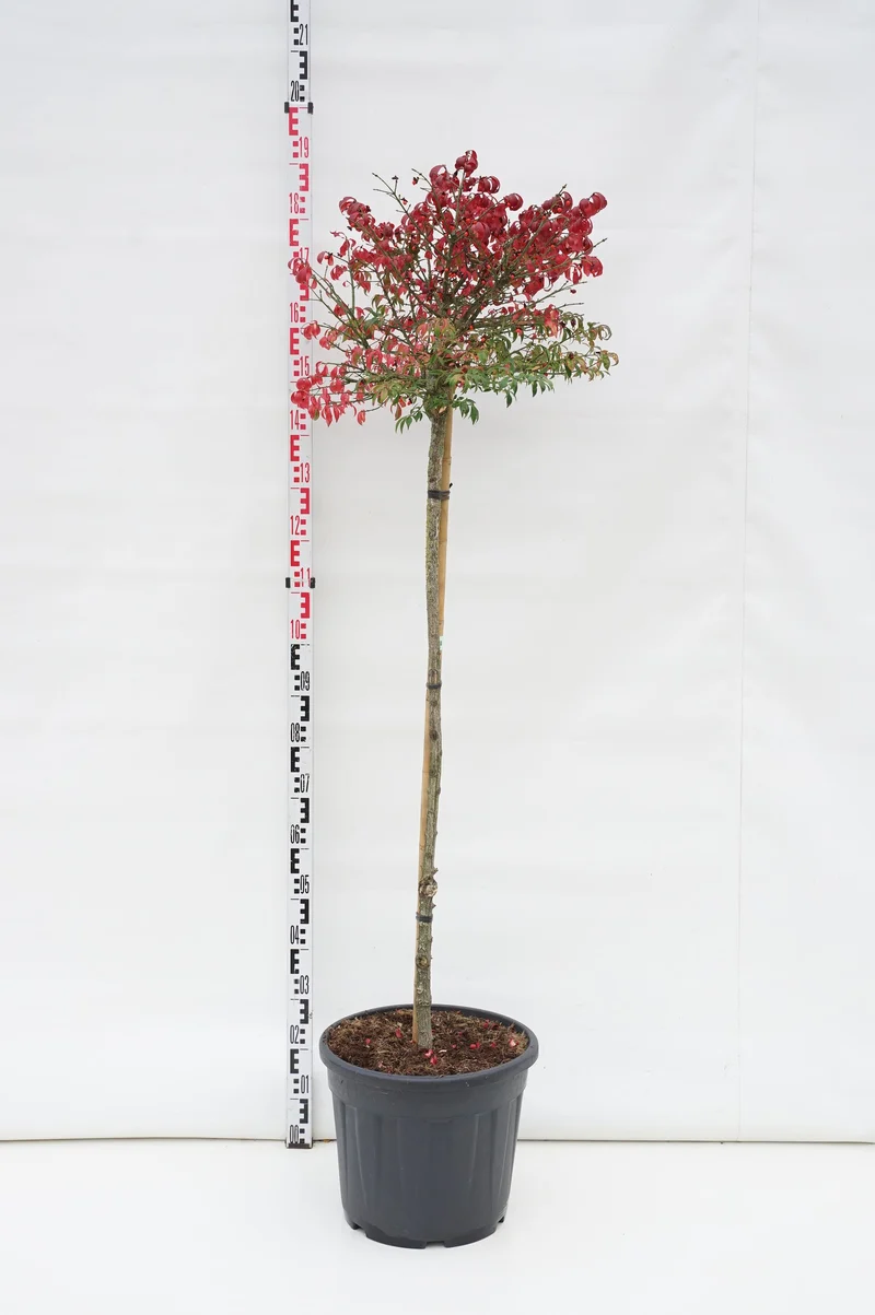 Euonymus alatus 'Compactus' Stam 120 cm C30 (30 liters kruka)