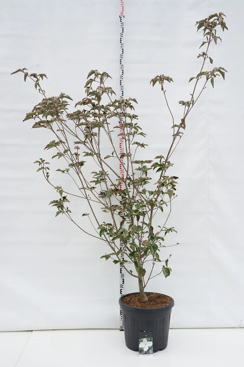 Cornus kousa 'Venus' C55 (55 liters kruka) 200-225 cm EXTRA