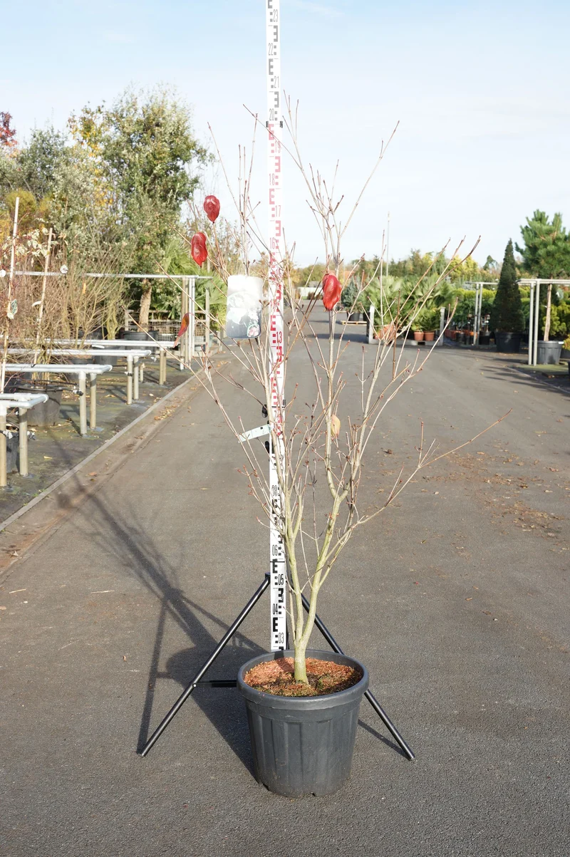 Cornus kousa 'Teutonia' C30 (30 liters kruka) 150-175 cm