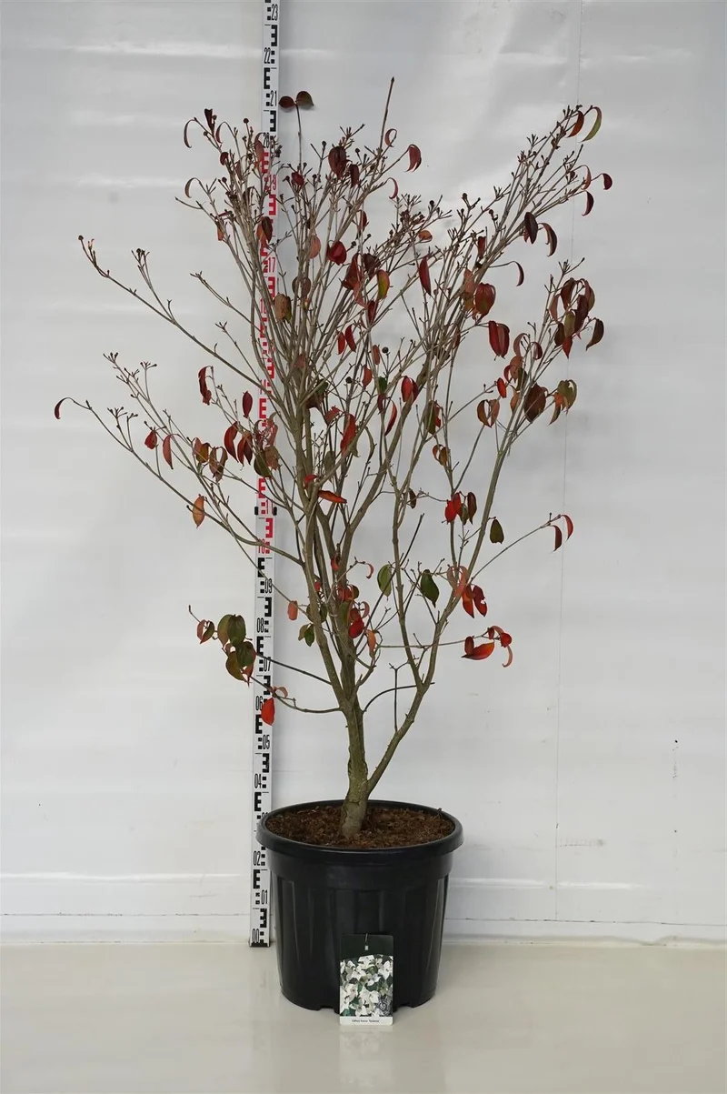 Cornus kousa 'Teutonia' 150-175 cm C55 (55 liters kruka)