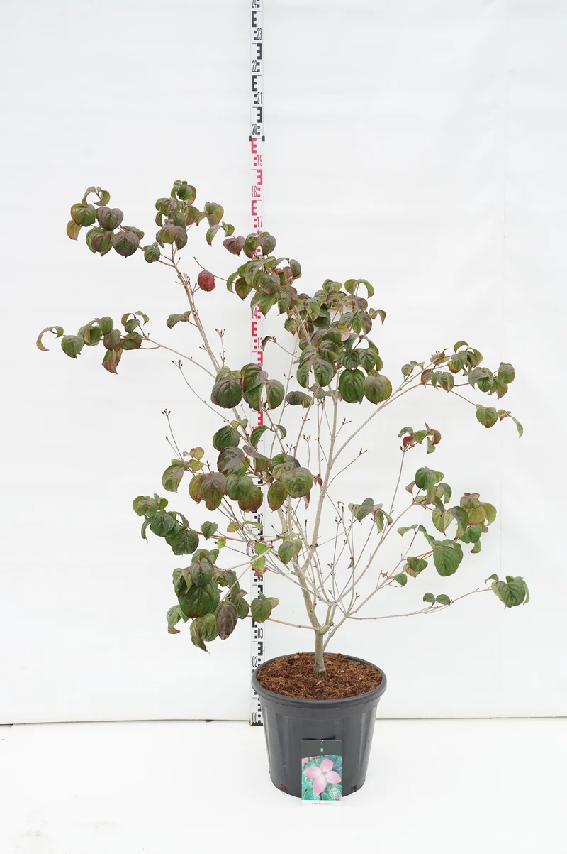 Cornus kousa 'Satomi' C30 (30 liters kruka) 125-150 cm EXTRA