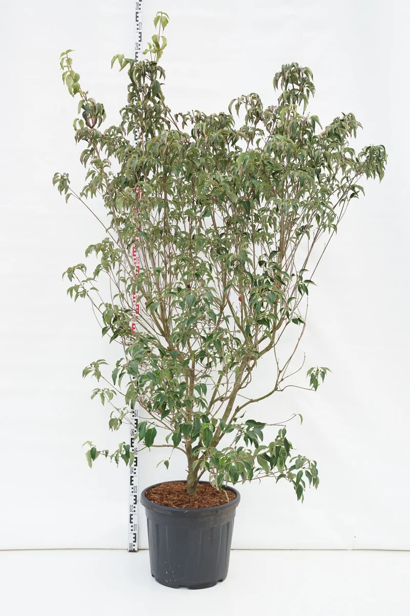 Cornus kousa 'Milky Way' 200-225 cm C55 (55 liters kruka)