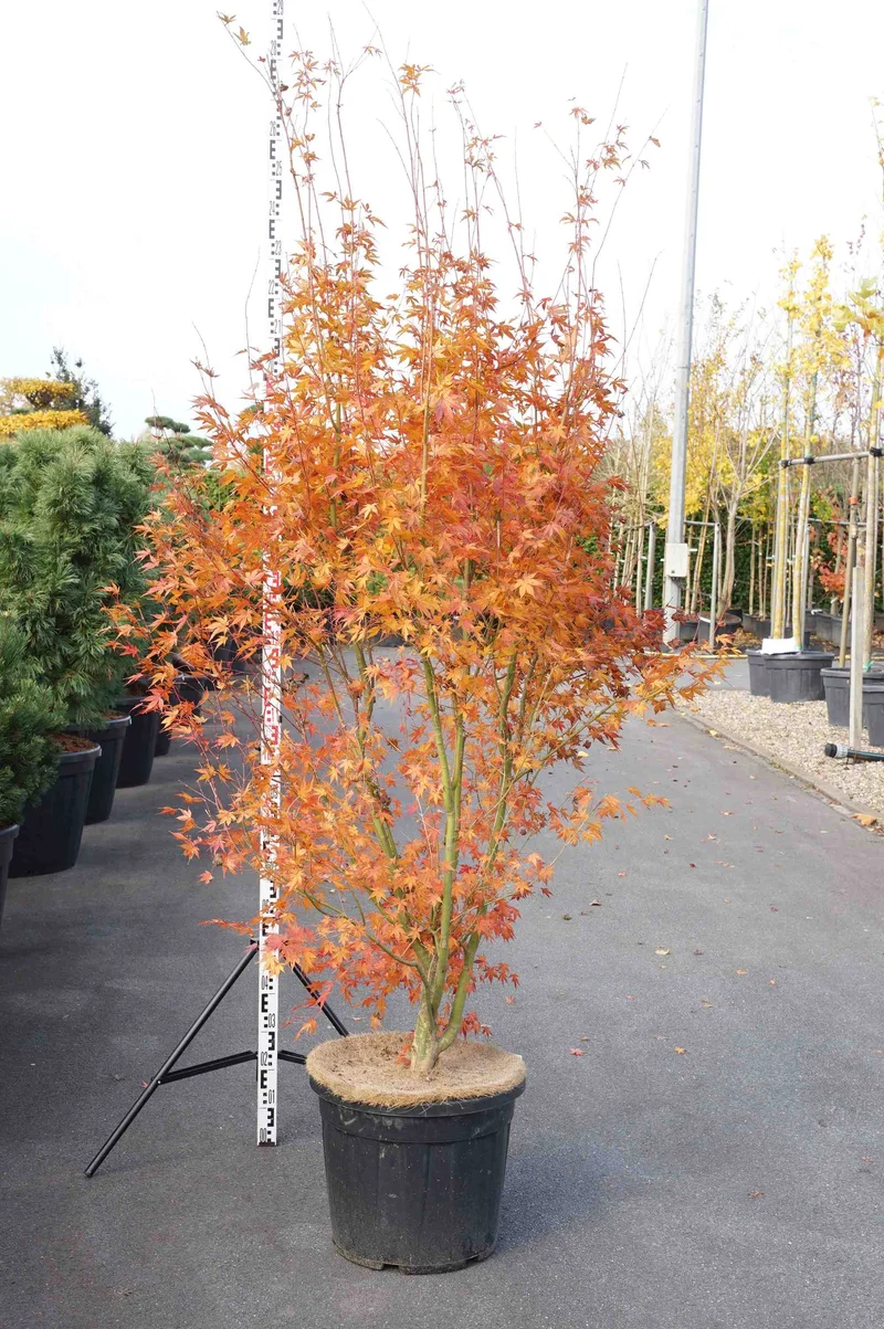 Acer palmatum C50 (50 liters kruka) 175-200 cm Extra