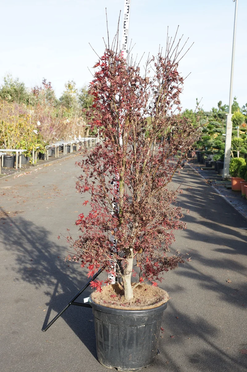 Acer palmatum 'Redwine' 175-200 cm, C50 (50 liters kruka)