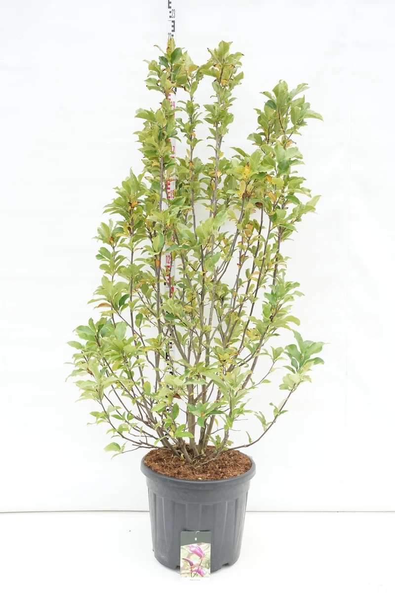 Magnolia 'Susan' C55 (55 liters kruka) 175-200 cm EXTRA