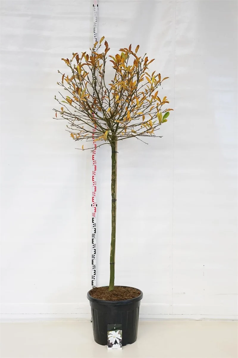 Magnolia stellata 120 cm stam C55 (55 liters kruka)