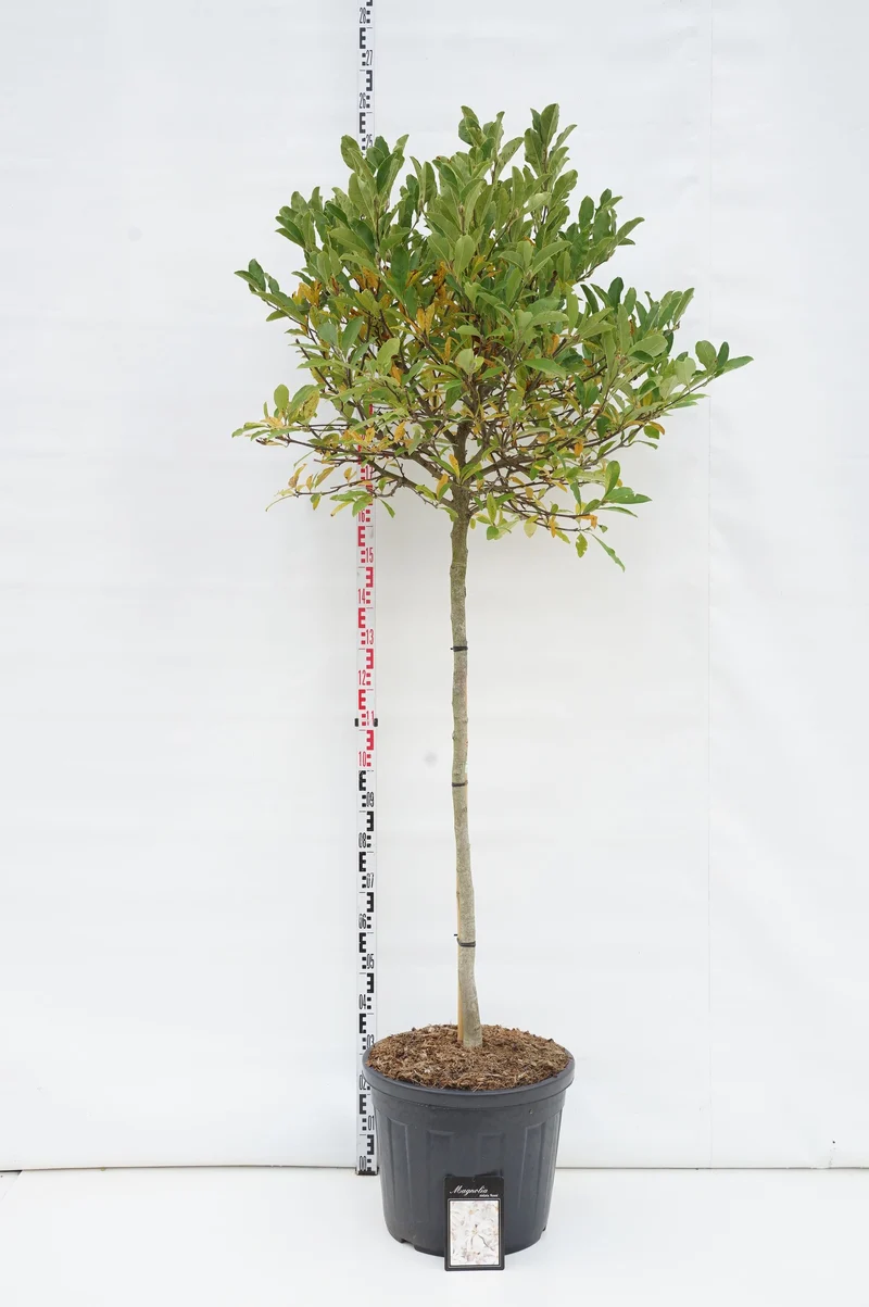 Magnolia stel. 'Rosea' 120 cm stam C55 (55 liters kruka) Solitär