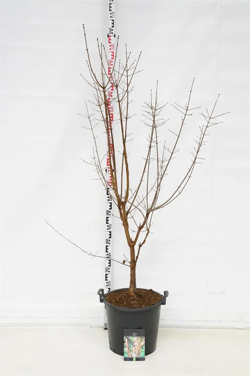 Acer griseum C30 (30 liters kruka) 150-175 cm EXTRA