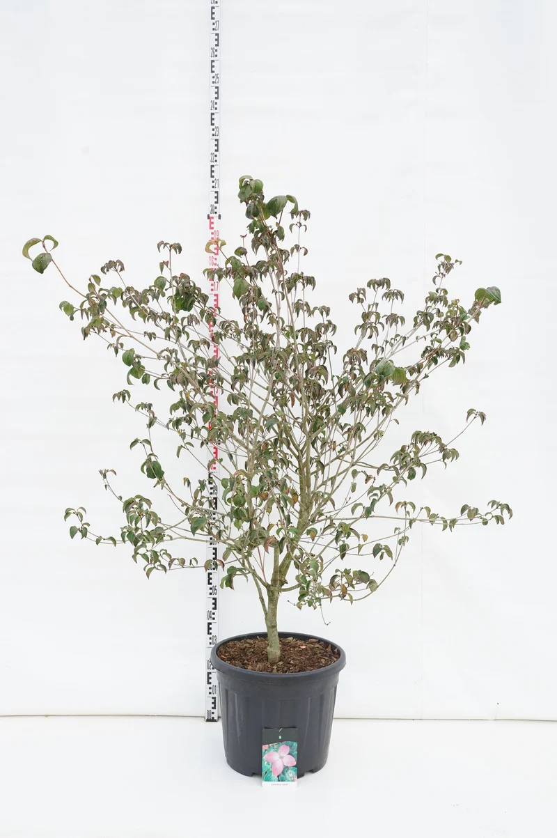 Cornus kousa 'Satomi' C55 (55 liters kruka) 125-150 cm EXTRA
