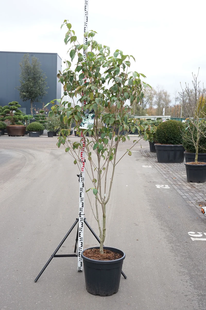 Cornus kousa 'China Girl' C30 (30 liters kruka) 175-200 cm EXTRA