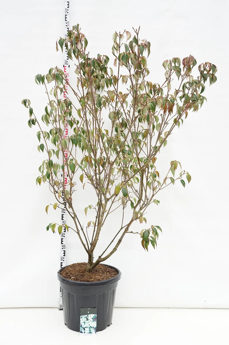 Cornus kousa 'China Girl' C55 (55 liters kruka) 175-200 cm EXTRA