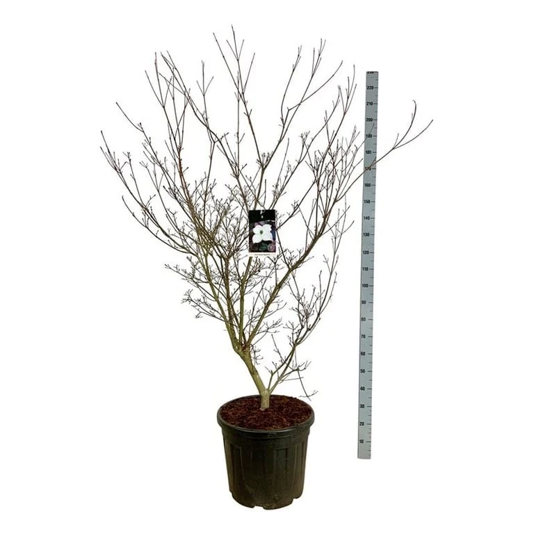 Cornus kousa 'Cappuccino' C55 (55 liters kruka) 150-175 cm Extra