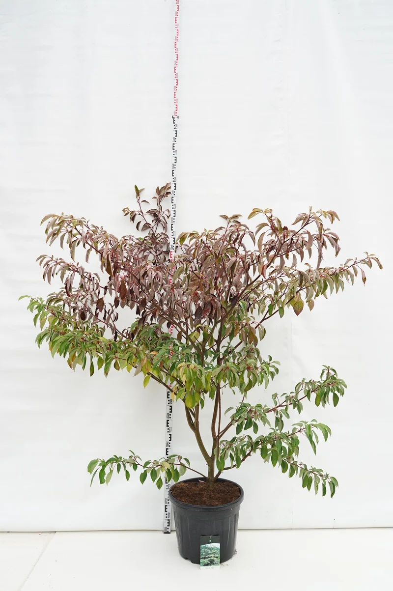 Cornus contr. 'Pagoda' C55 (55 liters kruka) 150-175 cm EXTRA