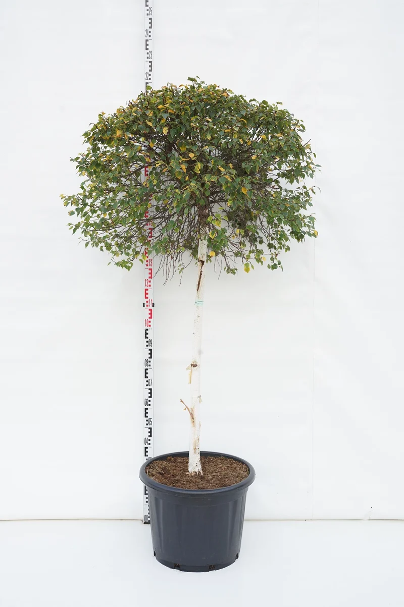 Betula pendula 'Magical Globe' 120 cm stam, C70 (70 liters kruka) Extra