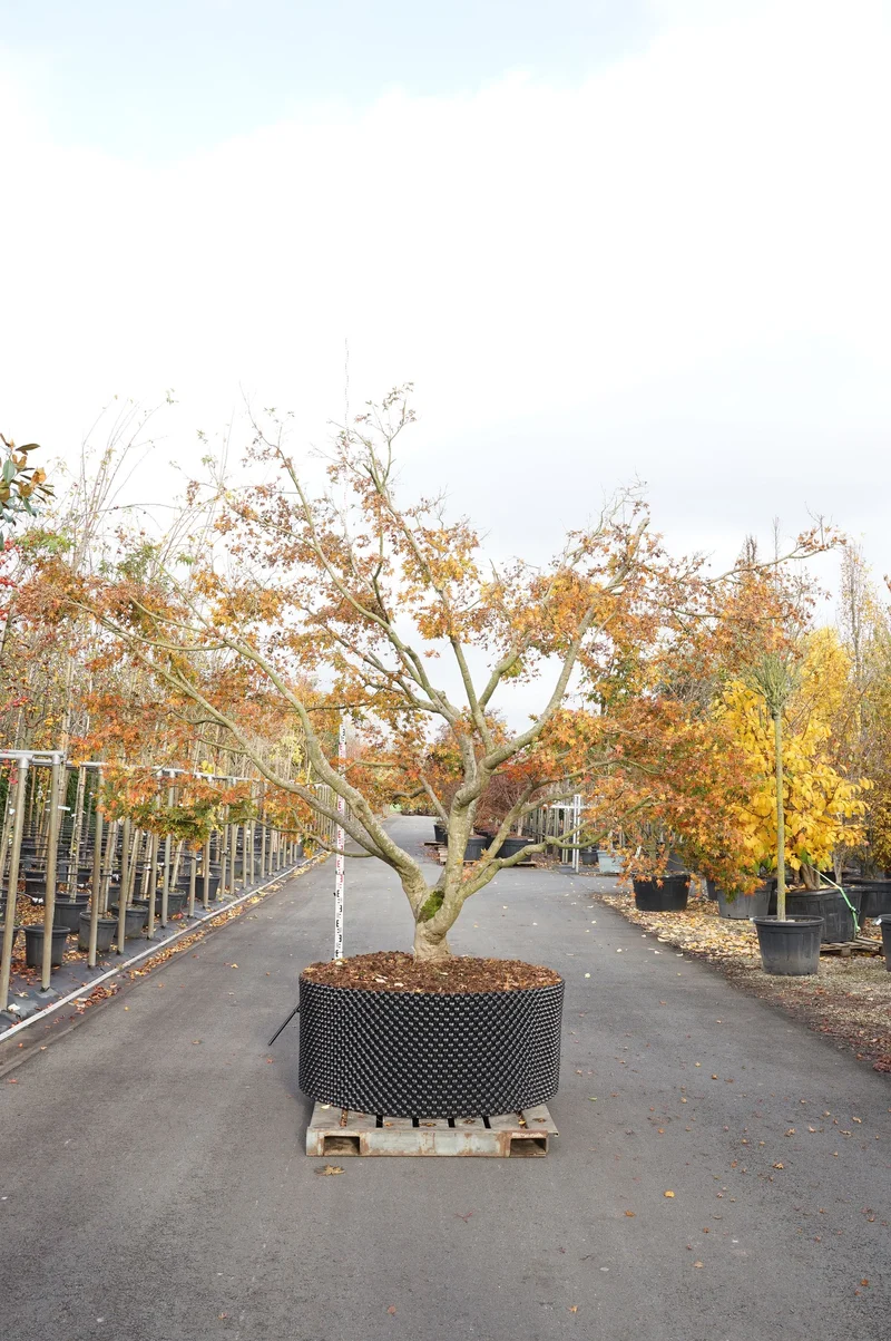 Acer palmatum 300-350 cm Solitär (rotklump)